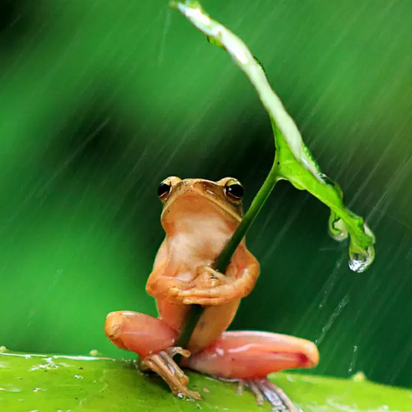 frog umbrella