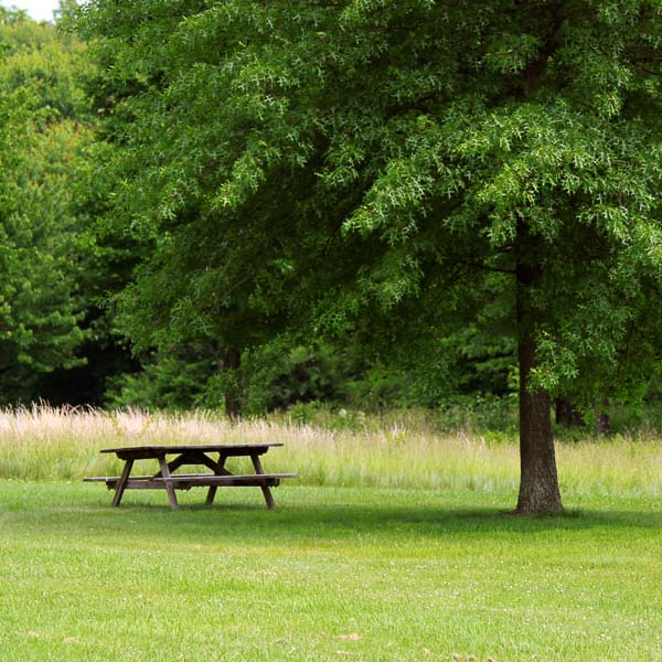 picnic table under a tree