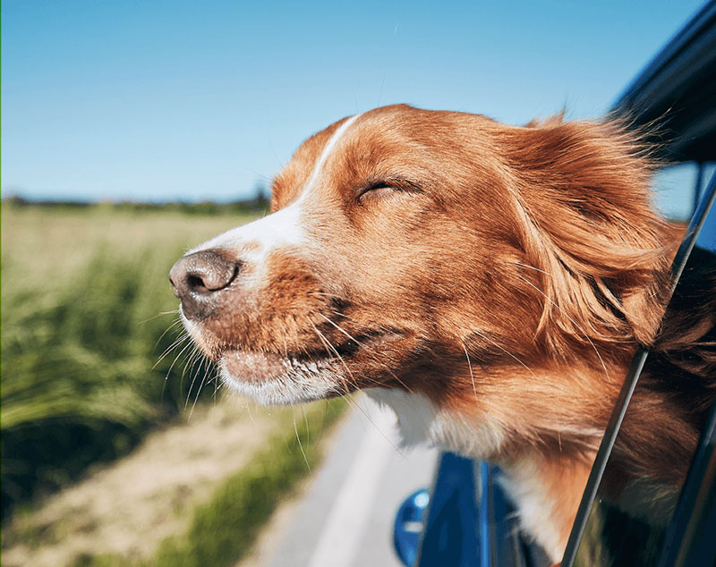 Dog out of car window